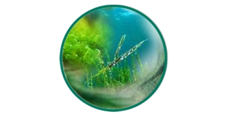 Algae, Greentea, Spirulina